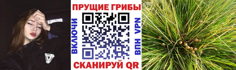 Псилоцибиновые грибы Magic Shrooms  купить наркотики сайты  Любань 